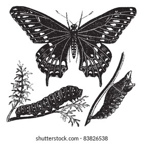 Black Swallowtail Butterfly or Papilio polyxenes, vintage engraved illustration. Trousset encyclopedia (1886 - 1891).