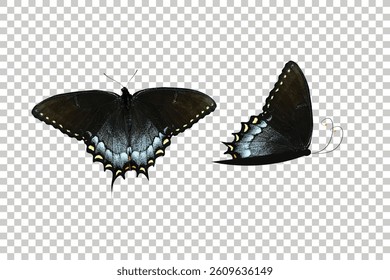 Black Swallowtail Butterfly Vector Art isolated transparent background