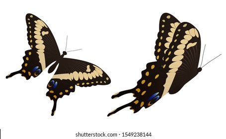 The black swallowtail butterfly vector illustration