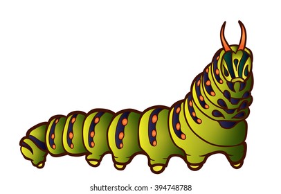 Black Swallowtail caterpillar