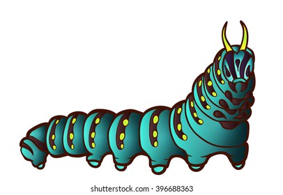 Black Swallowtail caterpillar