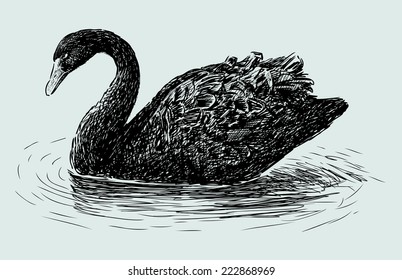 Schwarzer Schwan