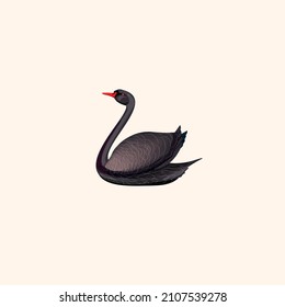 Black Swan. Australian bird. Vector illustration isolated on white background.