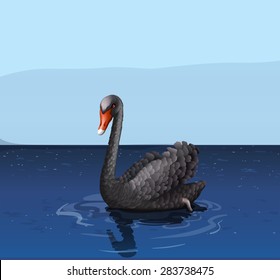 Black swan floating in the river