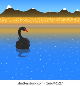 Black swan on mountain lake.