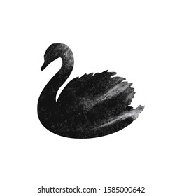 Black swan on white background, vector illustration