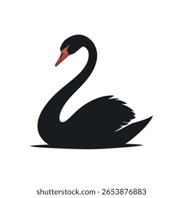 cisne preto sobre fundo branco