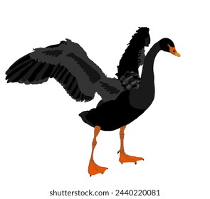 Black swan spread wings vector illustration isolated on white background. Goose wide spread wings. Big bird nature pose. Wedding symbol.
