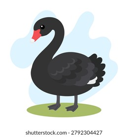 Black swan standing in flat vector style. Black swan illustration featuring Cygnus atratus, black swan with elegant silhouette.