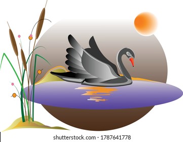 A black swan swims at night in a lake with cattail under the moon. Vector illustration for design.