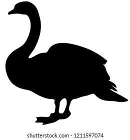 Black swan vector silhouette. Bird nice nature