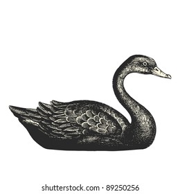 Black swan - Vintage engraved illustration - "Cent récits d'histoire naturelle" by C.Delon published in 1889 France