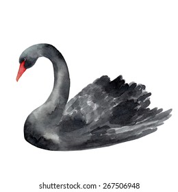  Black  Swan watercolor illustration on white background.Hand drawn vector illustration