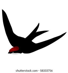  black swift