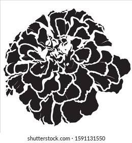 Black tagetes flower silhouette for decorative design on white background.  Herbal nature plant. Art vector illustration.