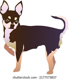Black and tan chihuahua funny puppy with shiny eyes raised one paw