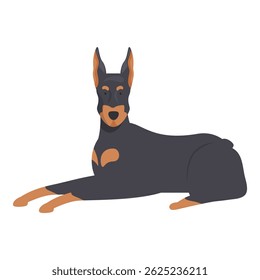 Black and tan doberman pinscher lying down with its paws outstretched