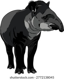 Black tapir animal standing alone
