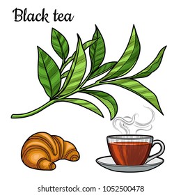 Black tea. A Cup of tea, a hot drink. A branch with leaves. Croissant. Illustration. The isolated image on a white background. Vintage style.