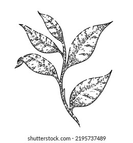 handgezeichneter, schwarzer Teeblattvektor. gesundes Getränk, sommerliches Essen, Bio-Pflanze, schwarze Teeblätterskizze. einzelne schwarze Illustration