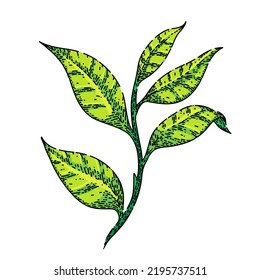 black tea leaf hand drawn vector. healthy drink, summer food, organic plant black tea leaf sketch. isolated color illustration