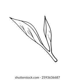 Black tea leaf. Hand drawn illustration in doodle style. Tea leaves branch isolated on white.