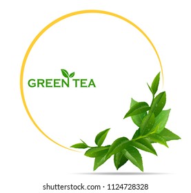 black tea leaves manu and postcard vector nature background, natural cosmetics and health care products, green tea cup brochure, banner, poster, vector illustration.