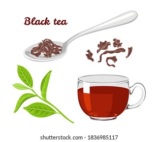 Black tea set. Spoon with dried leaves, branch of fresh green tea plants, hot drink in glass cup isolated on white background. Vector illustration in cartoon flat style.