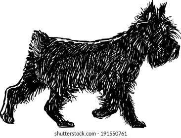 black terrier