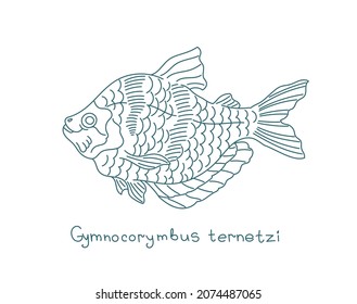 The black tetra. Gymnocorymbus ternetzi. Aquarium fish. Vector contour line. Open paths. Editable stroke.