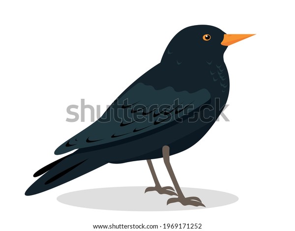 black thrush bird