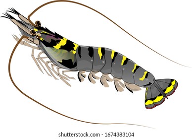 Black Tiger Shrimp Swimming To Show Off The Colors