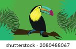 black toucan in the forest, ramphastos sulfuratus, fishing toucan