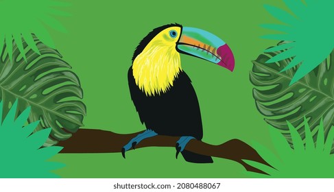 black toucan in the forest, ramphastos sulfuratus, fishing toucan