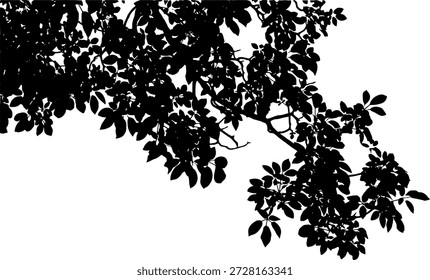 Silhueta de galho de árvore preta isolada no fundo branco. Ilustração vetorial detalhada da natureza planta.Sobreposição de sombra de árvore natural. Silhueta vetorial de folhas e ramos para elemento de design e renderização arquitetônica.