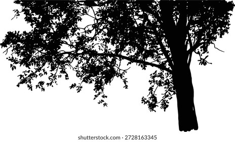Schwarzer Ast Silhouette einzeln auf weißem Hintergrund. Detaillierte Vektorgrafik der Naturpflanze.Natürliche Baumschattenüberlagerung. Vektorsilhouette von Blättern und Zweigen für Design-Element und architektonische Darstellung.