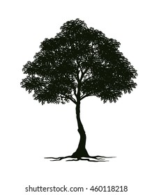 black tree, Branch Silhouette  over white background,