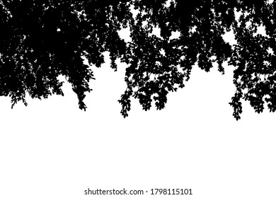 Black tree crowns silhouettes on white 