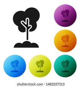 Black Tree in the ground icon isolated on white background. Forest symbol. Set icons colorful circle buttons. Vector Illustration