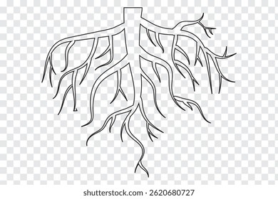 Black tree  root silhouette    . 