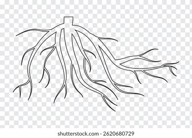 Black tree  root silhouette    . 