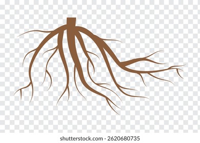 Black tree  root silhouette    . 