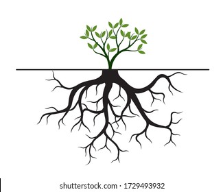 Raíces de Árbol Negro. Ilustración del contorno del vector. Planta y jardín.