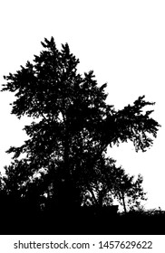 Black tree silhouette. Card with copy space. Isolated on white background. Vector nature illustration for your design