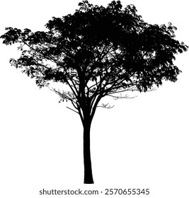 Black Tree Silhouette Isolated on White Background