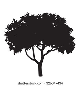 Acacia Tree Silhouette Stock Vector (Royalty Free) 284921402 | Shutterstock