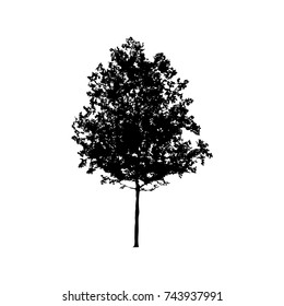 Black tree silhouette on white background. Vector illustration.