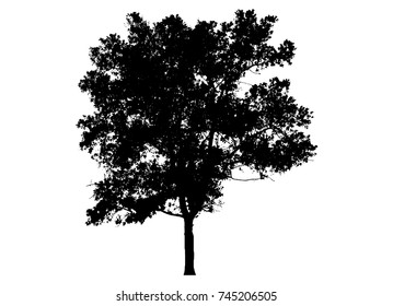 7,998 Black Tree Canopy Images, Stock Photos & Vectors | Shutterstock