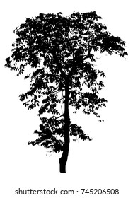 Black tree silhouettes on white background. Vector illustration.