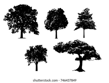 Black tree silhouettes on white background. Vector illustration.